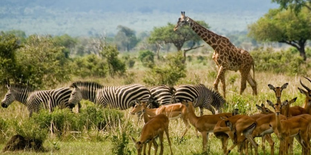 Tanzania Serengeti Safaris 