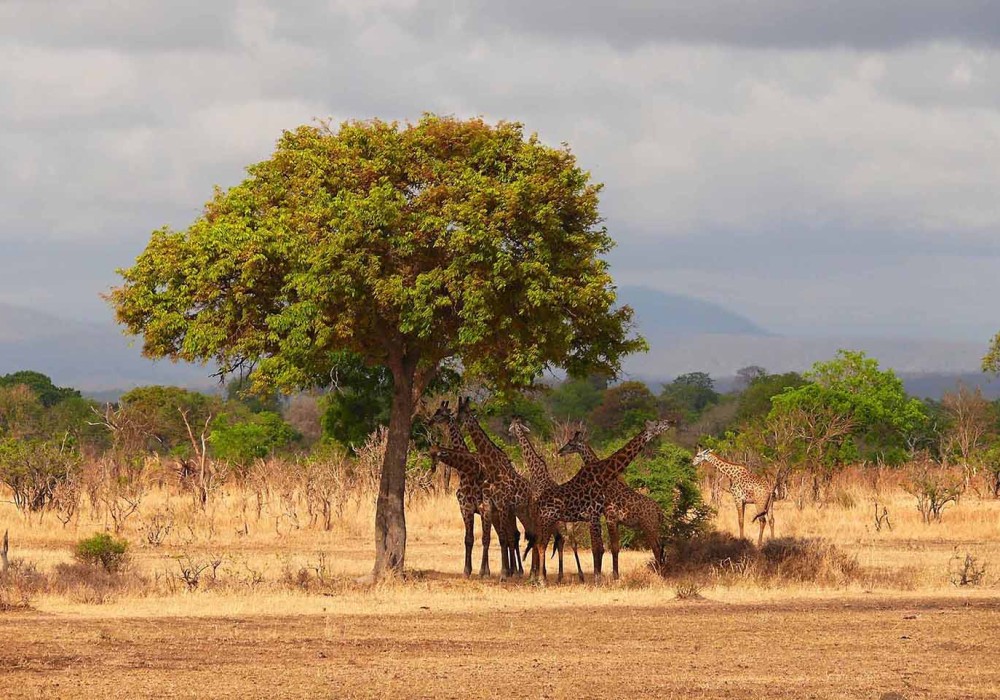 5 Day Northern Circuit Big 5 Safari