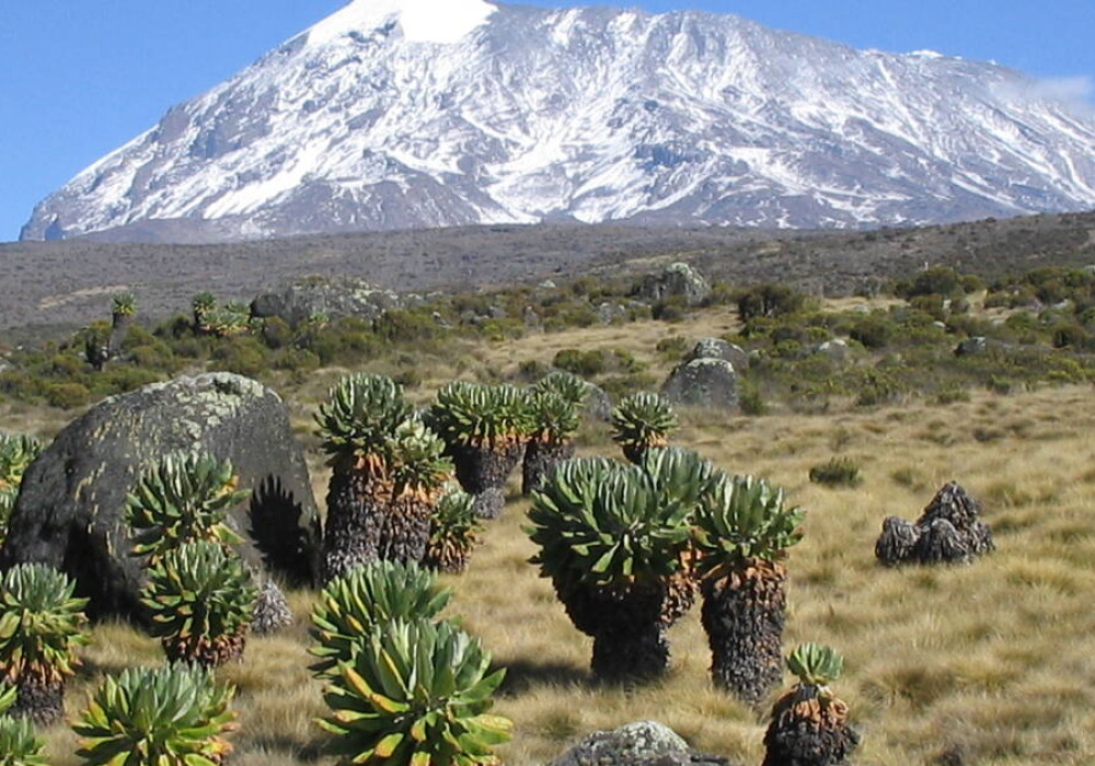 7 Days Kilimanjaro Trekking Rongai Route