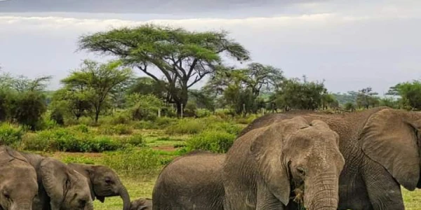 5 Day Tanzania Wildlife and Cultural Safari