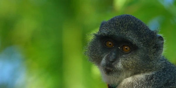 5 Day Northern Circuit Big 5 Safari