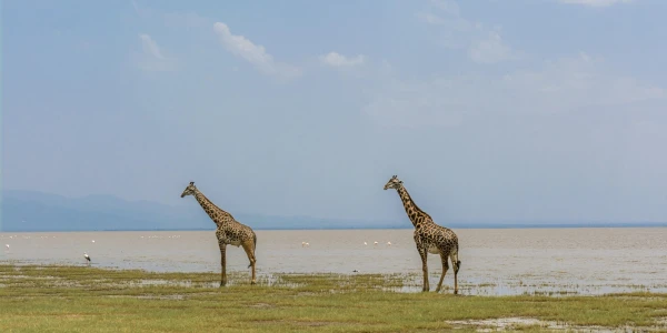 5 day Safari Northern Tanzania