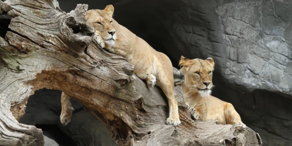 10 Days Safari and Zanzibar Vacations 