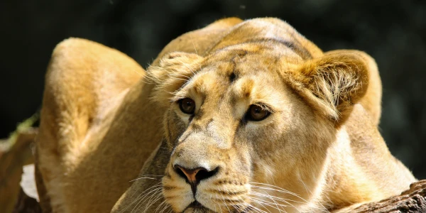 5 Days / 4 Night: Serengeti & Ngorongoro Luxury Escape