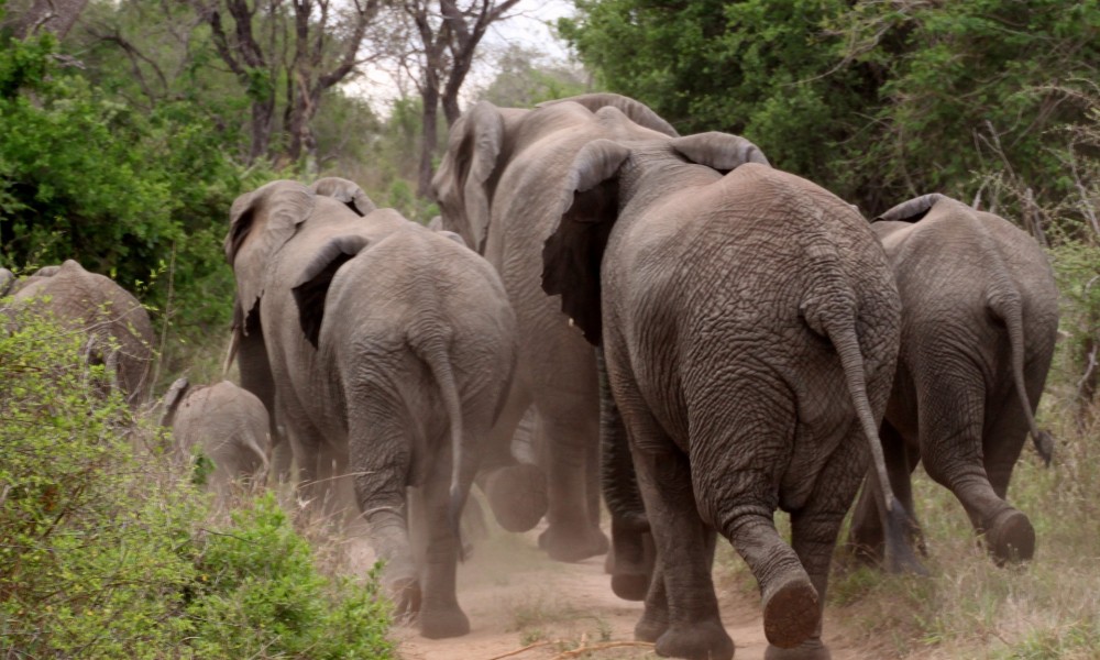 Sukums: Budget Safari,Zanzibar Beach tours