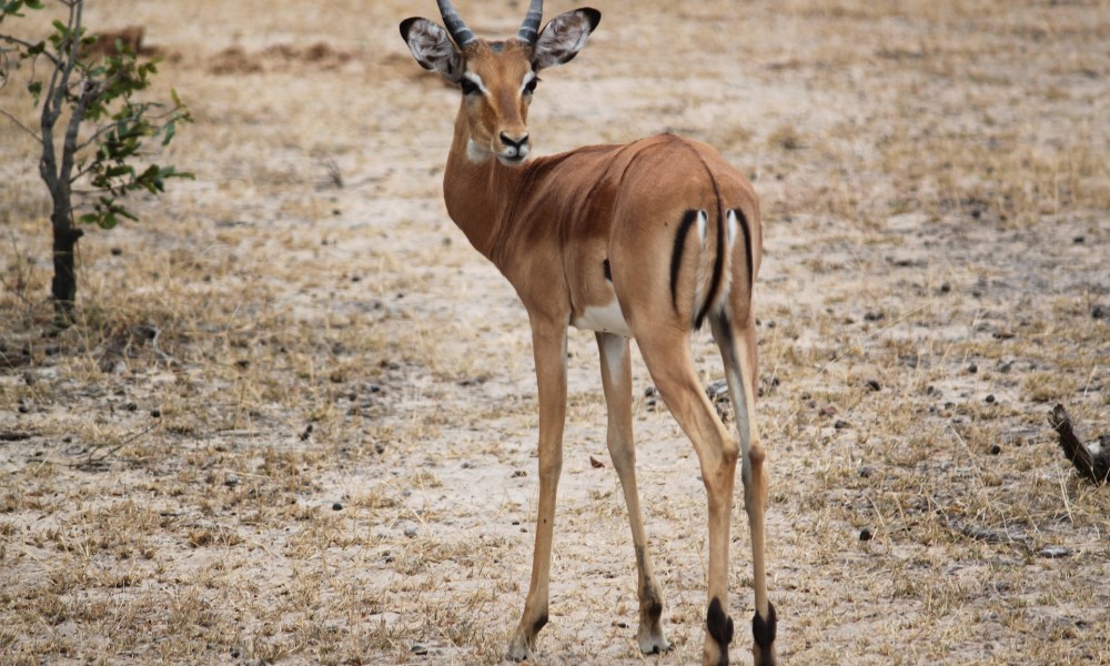Sukums: Budget Safari,Zanzibar Beach tours
