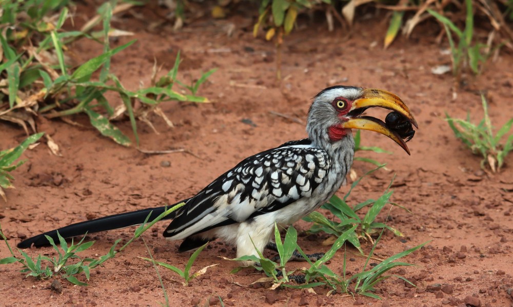 Sukums: Budget Safari,Zanzibar Beach tours