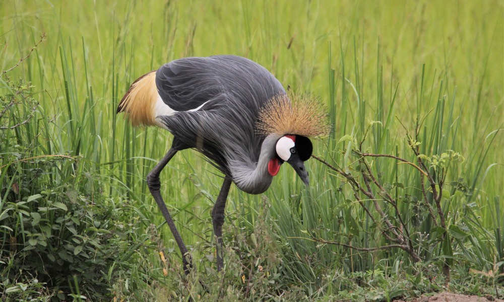 Sukums: Budget Safari,Zanzibar Beach tours