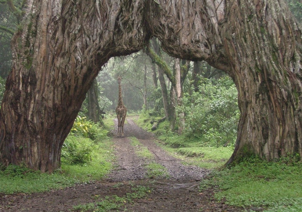 Arusha National Park