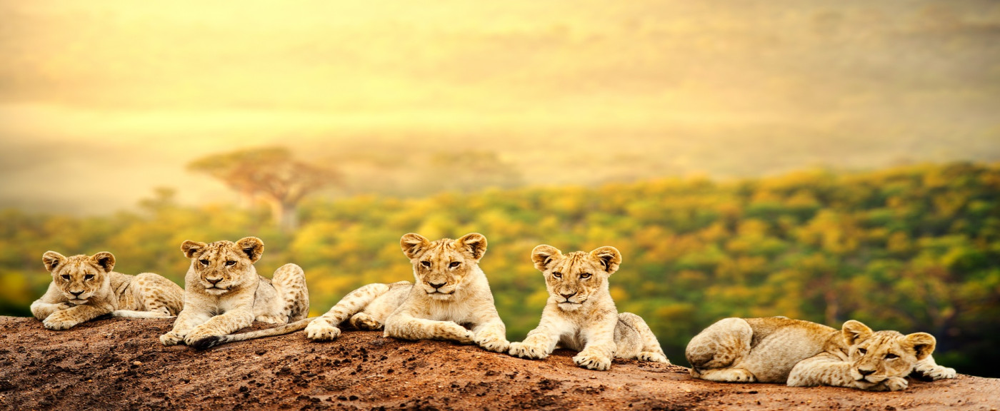 Lion are in various national parks and game reserves in Tanzania